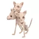Cerberus csontváz (42 x 20 x 31 cm)