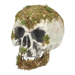 Swamp koponya (14,5 x 12 x 19 cm)