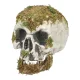 Swamp koponya (14,5 x 12 x 19 cm)