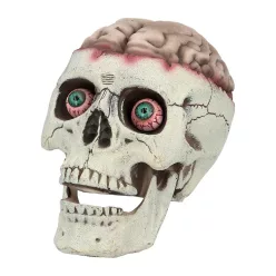   Brain-dead koponya mozgatható állkapoccsal (18 x 13 x 15 cm)