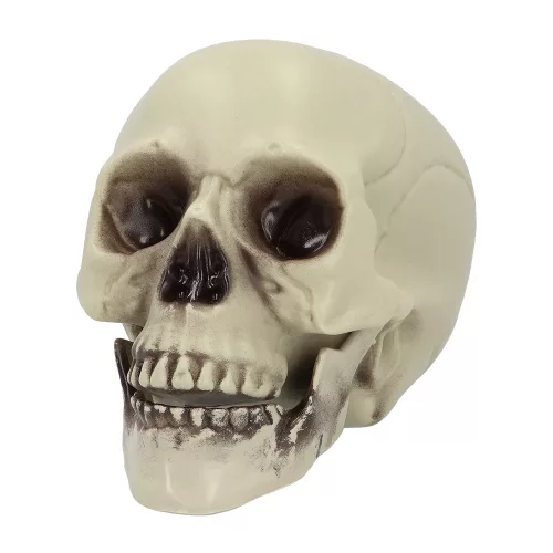 Whisperbone koponya (15 x 20 x 16 cm)
