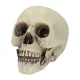 Whisperbone koponya (15 x 20 x 16 cm)