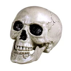   Maxilla koponya fehér mozgatható állkapoccsal (17 x 17 x 24 cm)