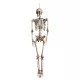 Függő Halloween dekoráció fehér csontváz (160 cm)