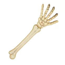 Csontvázkar (46 cm)