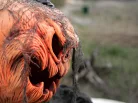 Halloweeni tök szörnyeteg - mozog és hangot ad ki! - 50 cm
