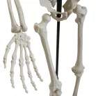 Álló csontváz állvánnyal  - 150 cm - halloweeni dekoráció