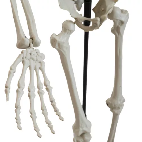 Álló csontváz állvánnyal  - 150 cm - halloweeni dekoráció